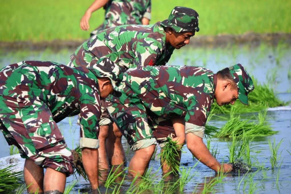 Dandim Demak  Jamin Demplot Kodim Kualitas Dan Produktivitasnya Panen Bagus