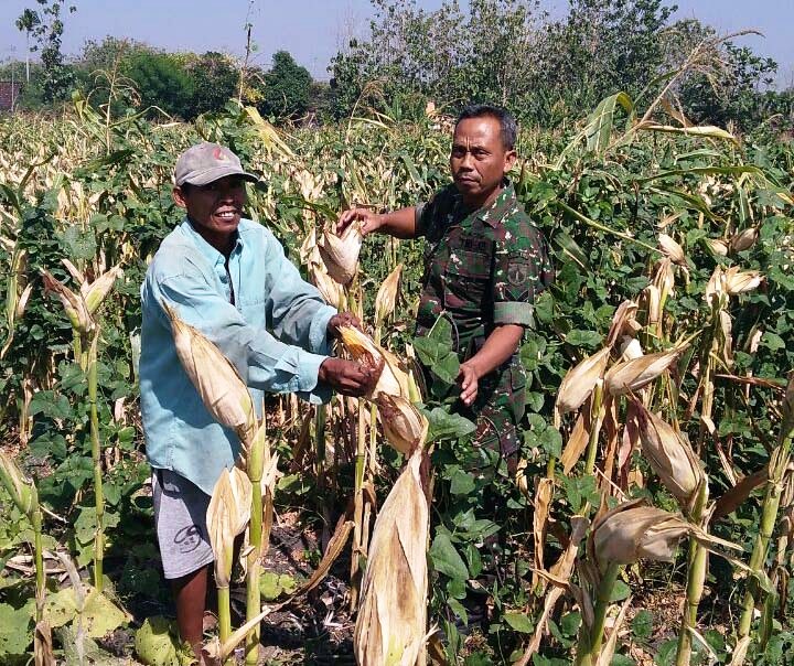 Babinsa Bantu Petani Panen Jagung