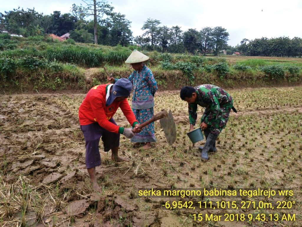 Babinsa Wirosari Purwodadi Pendampingan Pajale Tanam Jagung