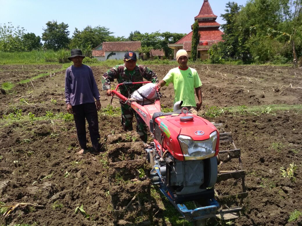 Babinsa Melaksanakan Pendampingan kepada Para Petani