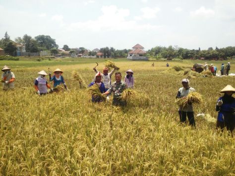 TNI Bantu Sukseskan Ketahanan Pangan