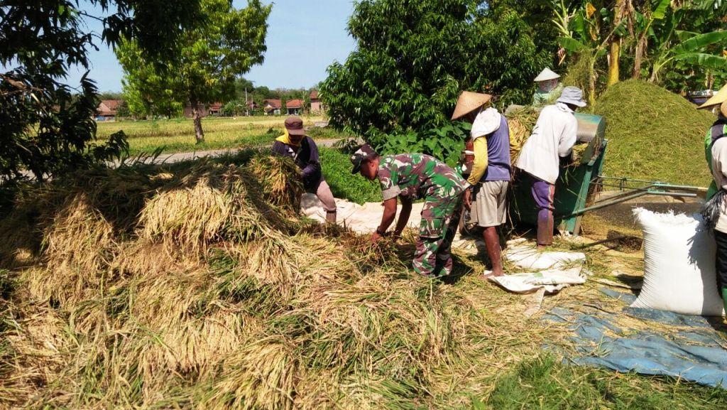 Babinsa dan Petani Monitoring Kesuburan Padi