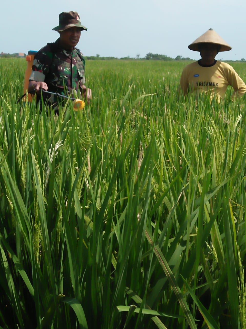 Pendampingan UPSUS MT-I Yang Dilakukan Babinsa Dalam Mendung Swasembada Pangan