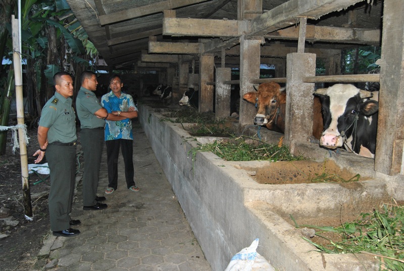 Tingkatkan Kesejahteraan Rakyat Dengan Ternak Sapi