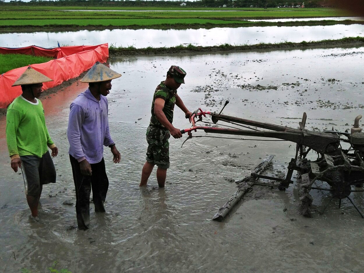 Percepat Masa Tanam, Dengan Bermain Traktor