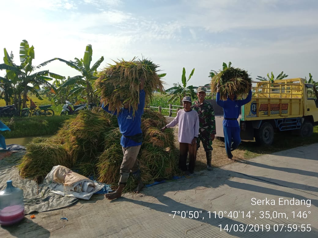 Kehadiran Babinsa Guna Membantu Petani