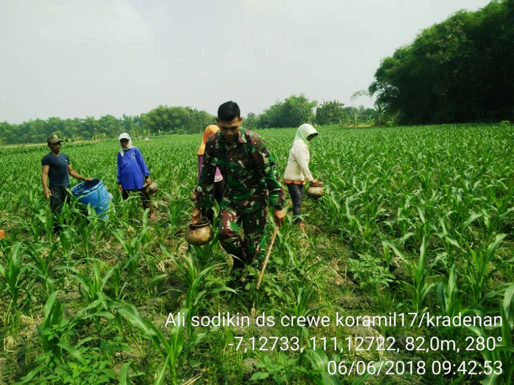Semangat Babinsa Grobogan Bantu Petani Jagung Di Wilayahnya