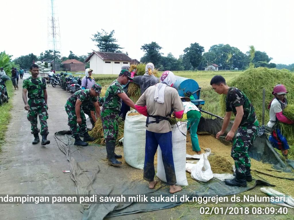 Sukseskan Program Swasembada Pangan, Babinsa Kodim Jepara Bantu Petani Panen Padi