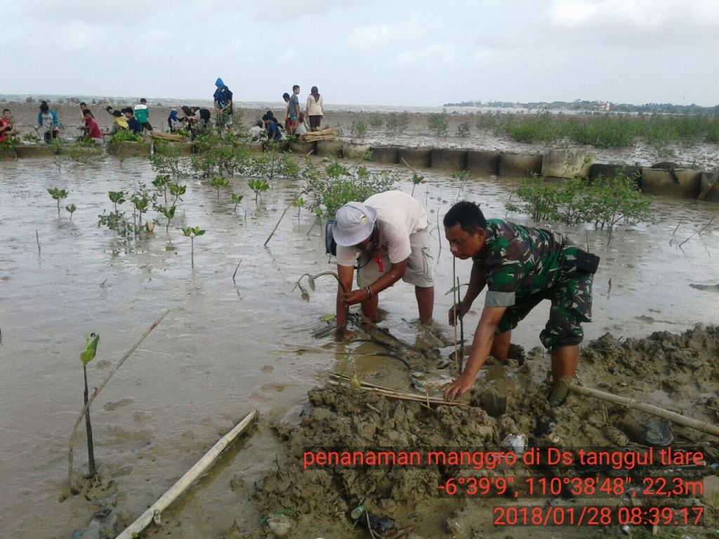 Anggota Koramil 02/Kedung Jepara Bersama Masyarakat Tanam Pohon Bakau
