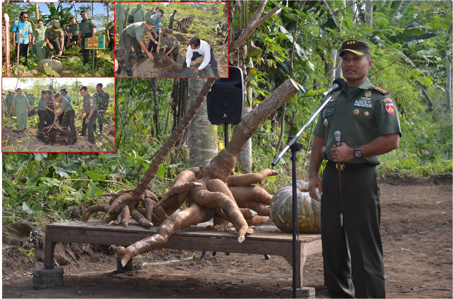 Perkuat Ketahanan Pangan Dengan Ketela Mukibat