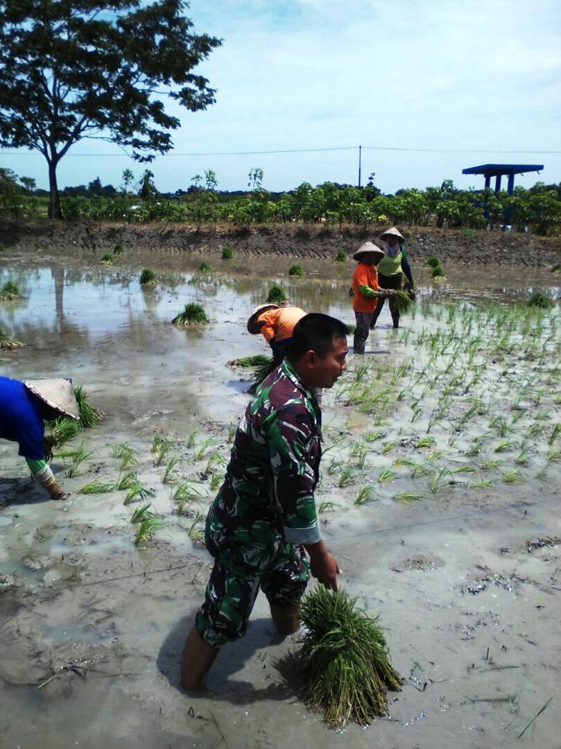 Babinsa 05/Klambu Bantu Petani Percepatan Tanam