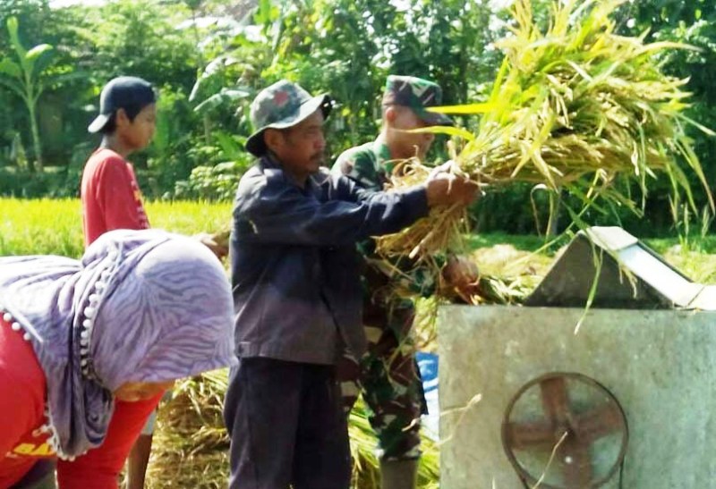 Babinsa Koramil 06/Jiken Turun Sawah Bantu Petani Panen Padi