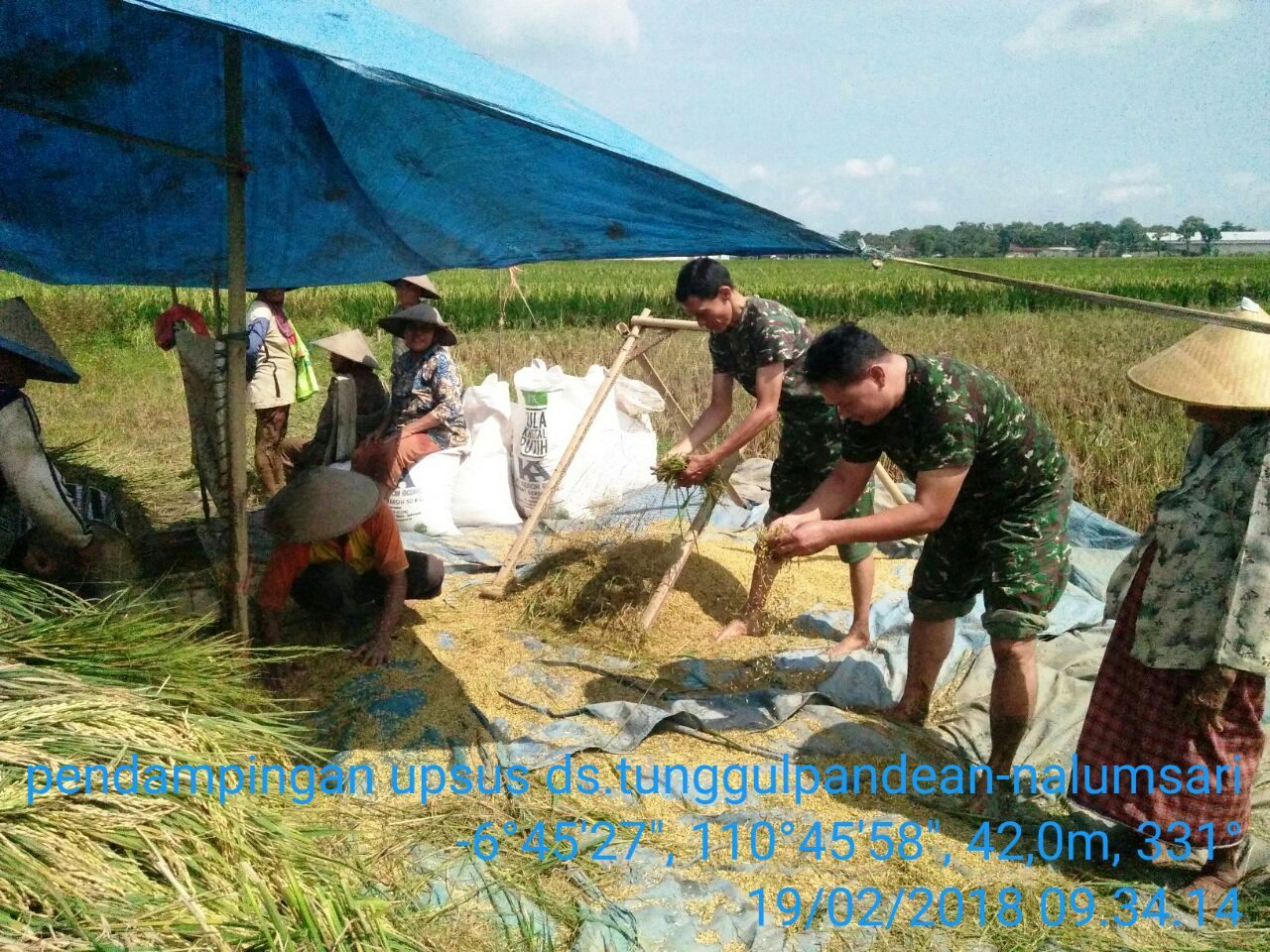 Babinsa Mayong Jepara Sukseskan Program Swasembada Pangan