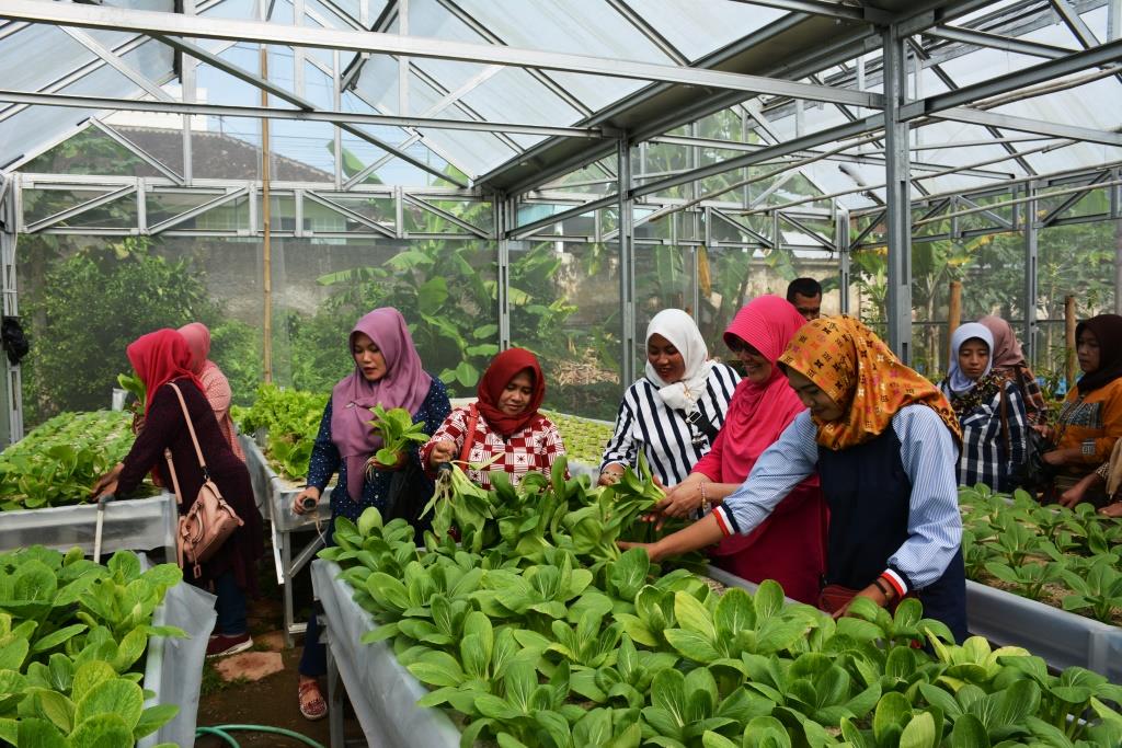 Persit Korem Panen Sayuran Hidroponik