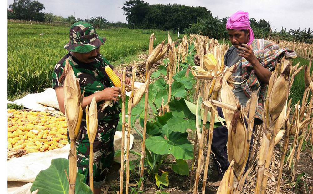 Begitu Semangatnya Petani Ketika Babinsa Mranggen Dampingi Panen Jagung