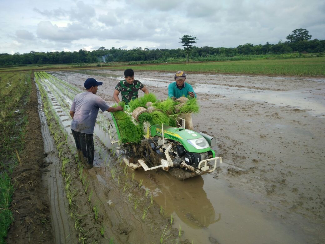 Babinsa dan  PPL Bantu Petani Tanam Padi Pakai Transplanter di Wilayah Koramil 02/Kedung