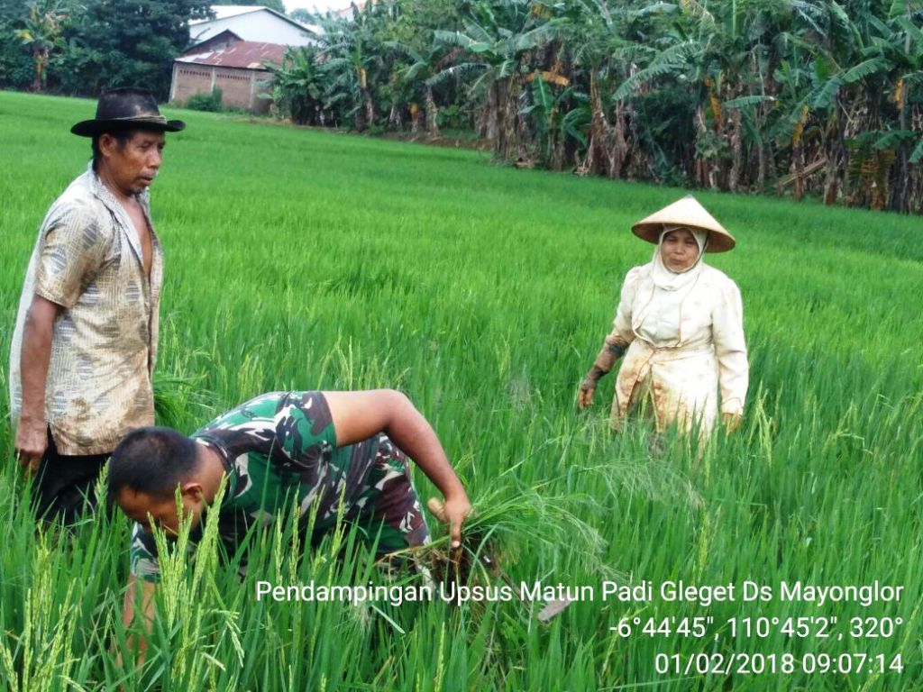 Tentara Turun ke Sawah, Bantu Siangi Tanaman Padi Petani
