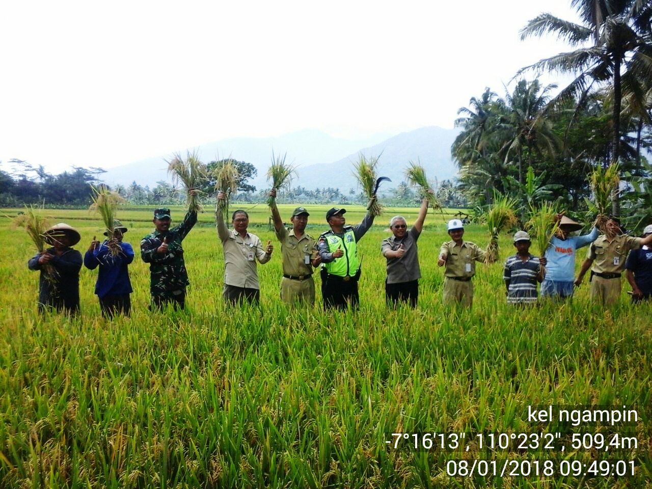 Panen Raya Bersama BPSDM Pusat Di Wilayah Koramil 09/Ambarawa
